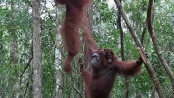 Orphan orangutans learn the ropes at forest school ++REPLAY++ News Clip
