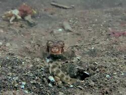 Flying gurnard (Dactylopterus volitans) on a sandy seabed. Filmed in the Lembeh Strait, Sulawesi, Indonesia Stock Footage