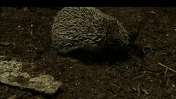 A hedgehog encounters a scorpion. Stock Footage