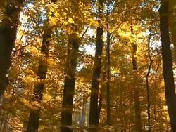 HD Forest in the Sunlight Tracking Shot Stock Footage