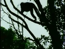 Silhouetted Nilgiri langur, Prebytis johnii, jumping through trees, Western Ghats, India Stock Footage