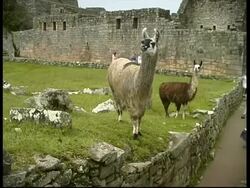 Llamas walking amongst tourists, Machu Picchu, MS, Peru Stock Footage