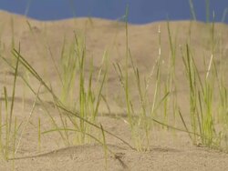 T/L Grass germinating and growing in sandy substrate Stock Footage