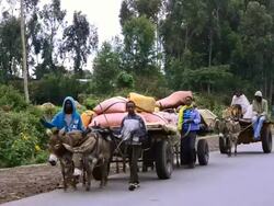 MS Tribe farming members bringing farm crops at town to sell on donkey carts / Shashemene, Ethiopia Stock Footage