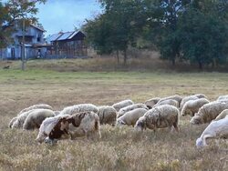 Sheeps in dry grass field Stock Footage