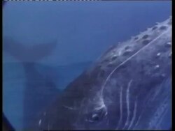 CU underwater view of Humpback Whale, Megaptera novaeangliae, swims past camera, close up of eye, Tonga Stock Footage