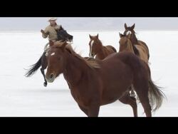 Slow motion of horses running. Stock Footage