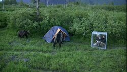 Grizzly bears investigate a tent while naturalists watch from a predator shield. Stock Footage