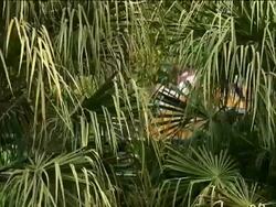 Jungle Surprise Stock Footage