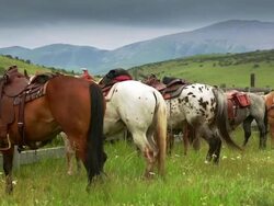 Saddle horses tied off at corral Stock Footage