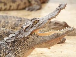 Crocodiles Stock Footage