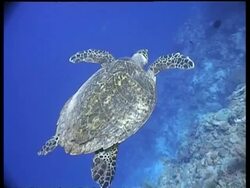 MS Hawksbill Turtle swims over reef, rear view, Layang Layang, Malaysia Stock Footage
