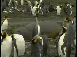 MS Elephant seal lumbering along rocks amongst penguin colony, Antarctica Stock Footage