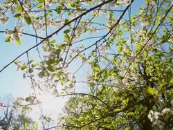 SLO MO Petals falling off the cherry tree Stock Footage