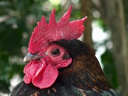 rooster Stock Footage