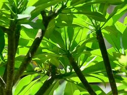 Green leaf Stock Footage