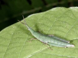 Green cryptic grasshopper on a leaf in the rainforest understory, Ecuador Stock Footage