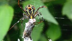 spider on web eating insect Stock Footage