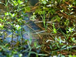 Pond Microcosm Stock Footage