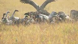 Vulture Stock Footage