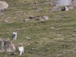 MS TS Shot of two mountain goat kids running on tundra / Idaho Springs, Colorado, United States Stock Footage