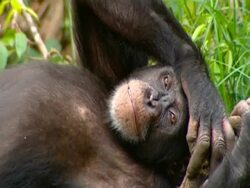 CU Chimpanzee lying down with arm resting on head, gazing to camera Stock Footage