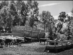 1947: AMERICAN HEARTLAND: RANCHING: CATTLE: XWS Hereford beef cattle moving down hill & on open plain, coming into ranch yard to feed, CU Cattle crowding in trough, trying to get to food, eat. Instructional Video