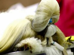 Shih Tzu dog Stock Footage