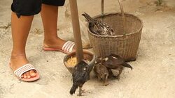 Feeding chic Stock Footage