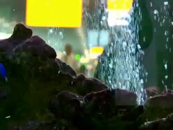 MS ZI View of fishes in aquarium  / Amsterdam Airport Stock Footage
