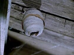 MCU Low angle, Queen Common Wasp emerging from nest on shed roof, UK Stock Footage