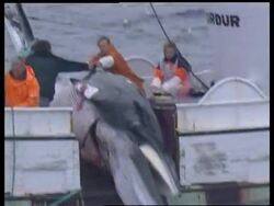 VOICED Whaling vessel catches whale + scientists at work + reax Instructional Video