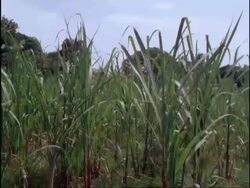 CU sugar cane leaves moving in breeze, time lapse, Batangas province, Philippines Stock Footage