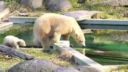 CLEAN : Polar bear cub makes first public outing at Mulhouse zoo News Clip