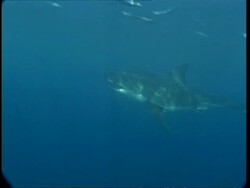 MS Great White Shark swims past camera, Guadalupe Island, Pacific Ocean Stock Footage