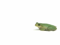 Green Tree Frog Stock Footage