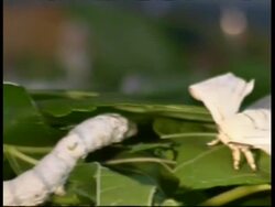 Silkworm Moths, Bombyx mori, and larvae, pan left across moths mating by larvae on leaves, MS, Israel Stock Footage