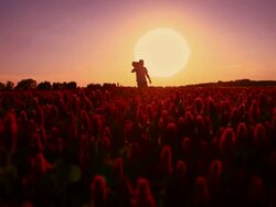 Man with a guitar among flowers at sunset Stock Footage