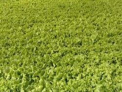 Agricultural farm. Stock Footage