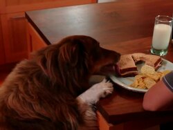 MS ZI Bog stealing sandwich off kitchen counter / Portland, United States  Stock Footage