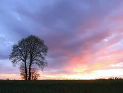 HD TIME LAPSE: Silhouette Of A Tree At Sunset Stock Footage