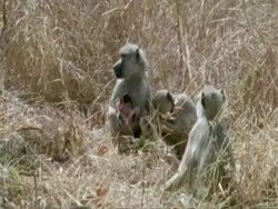 Baboon family group, MS, Tanzania Stock Footage