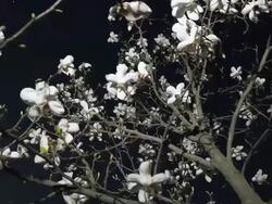 HD Motion Time-Lapse: Magnolia Tree Stock Footage