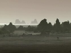 WS Camel walking in desert rocky area / Djibouti Stock Footage
