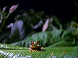 Red-eyed Tree Frog, MS frog on leaf, tilt up to black then down, frog jumps.  Panama. Stock Footage