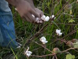 Cotton Picking Stock Footage