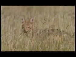 Blackbacked Jackals (Canis mesomelas) MS standing panting in long grass, side view Stock Footage