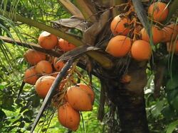 King Coconut Stock Footage