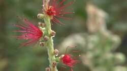 Inside Kew's restored Victorian glasshouse News Clip