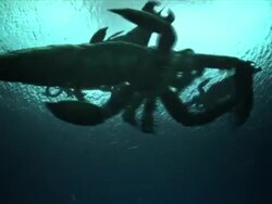 Crustaceans swim below the surface of a sea in a computer-generated animation. Stock Footage